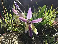 Babiana tanquana