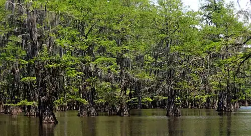 Bald cypress (Taxodium distichum), Saw Mill Pond, Caddo Lake State Park (April 2017)