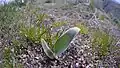 Balsamorhiza sagittata seedling