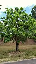 Tree growing in Redlynch, Queensland, Australia