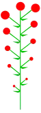 Determinate inflorescence with basipetal maturation