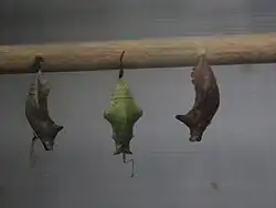 Pupa