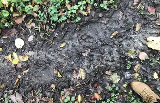 Bear pawprints in soft ground