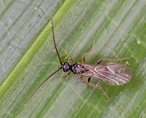 Male Belyta sp.