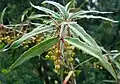 Leaves (Berberis gagnepainii)