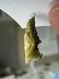 Lateral view of pupa