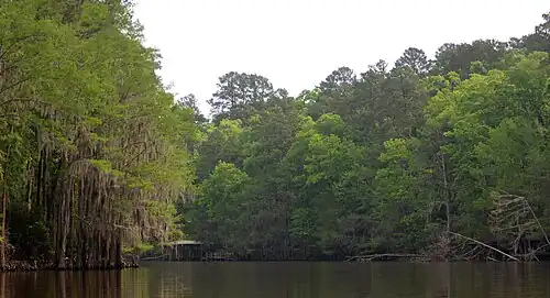 Big Cypress Bayou, Caddo Lake State Park, Harrison Co., TX, US (April 2017)