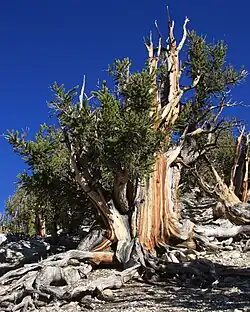 Very squat tree with a weather beaten gray half dead trunk and crown and living branches against a blue sky