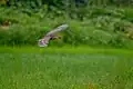Juvenile in flight, Nepal