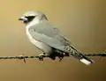 Black-faced woodswallow (Artamus cinereus)