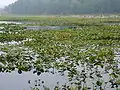 Black Moshannon State Park, bog and lake