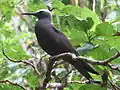 Black noddy