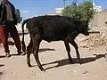 Disease in a heifer