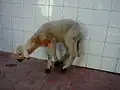 Disease in another lamb