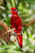 At Jurong Bird Park