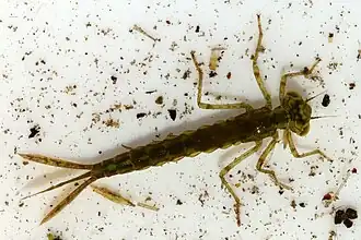 Blue-tailed damselfly (Ischnura elegans) nymph, showing the three tail appendages