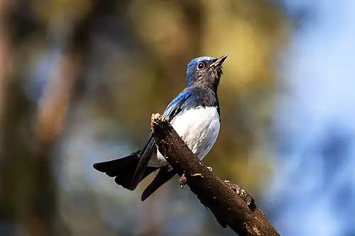 In India