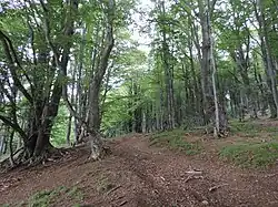 Beech forest