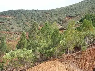 Tropical savannah in New Caledonia