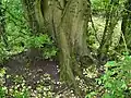 Bole of coppiced U. laevis, girth 410&nbsp;cm, Over Wallop, UK
