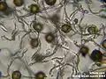 Spores and elaters from a horsetail. (Equisetum, microscopic view)