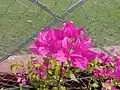 Bougainvillea glabra or paperflower, captured in West Bengal, India