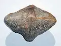The Carboniferous brachiopod Neospirifer condor from Bolivia. The specimen is 7&nbsp;cm across.