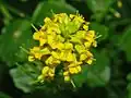Flowers of B. vulgaris