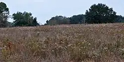 Prairies of the Western Gulf coastal grasslands dominate the higher elevations in the western third of the park.