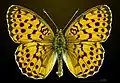 Dorsal side