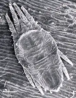 Brevipalpus phoenicis (Tenuipalpidae)