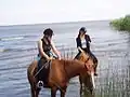 Brzózki