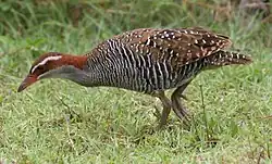 H. p. ecaudata, Fafa island, Tonga