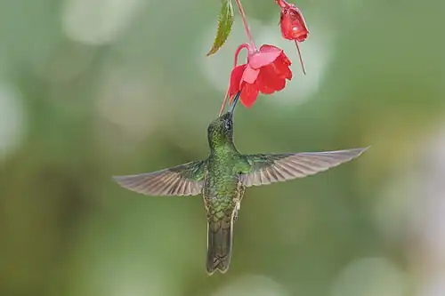 feeding