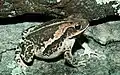 A light brown frog with darker brown patterns on its back