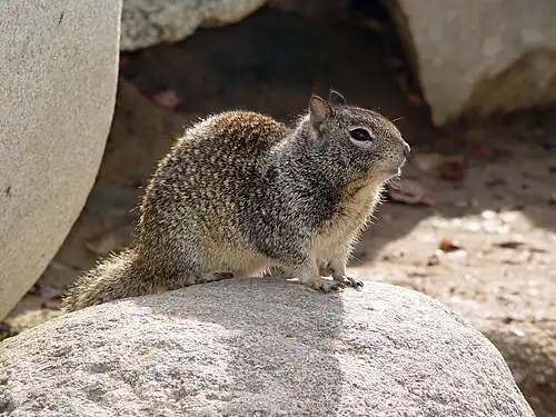 Gray squirrel