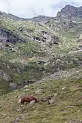 La Coma