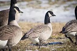 Cackling_Goose_(Branta_hutchinsii)_(23942700903)