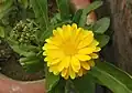 Calendula arvensis in full bloom