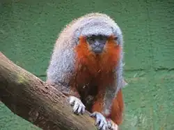 Brown monkey