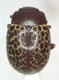 Calligrapha guttulosa, Nicaragua