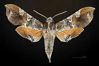 Female