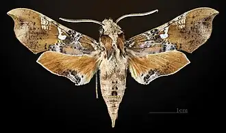 Male dorsal