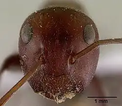 Frontal view