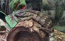Cape banded white-throated monitor at a pet store in Largo, Florida