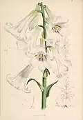 1880 illustration[8]