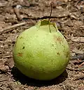 Fruit in Narsapur, Medak district, India.