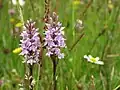 Orchids growing in Carr House Meadows