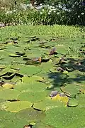 Cultivated as an ornamental plant in Italy