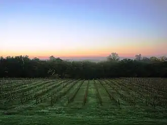 Vineyards